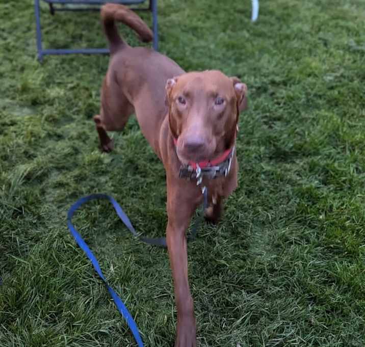 Photo of Hershey