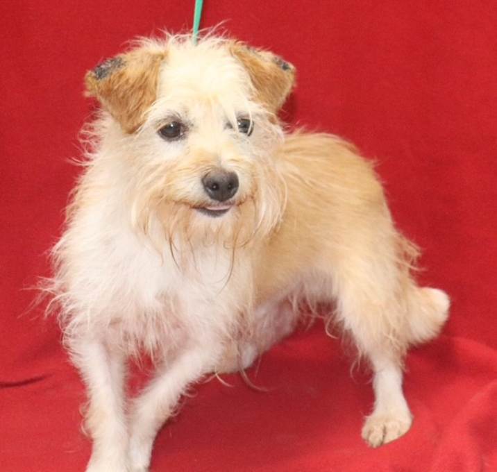 Photo of Scruffy