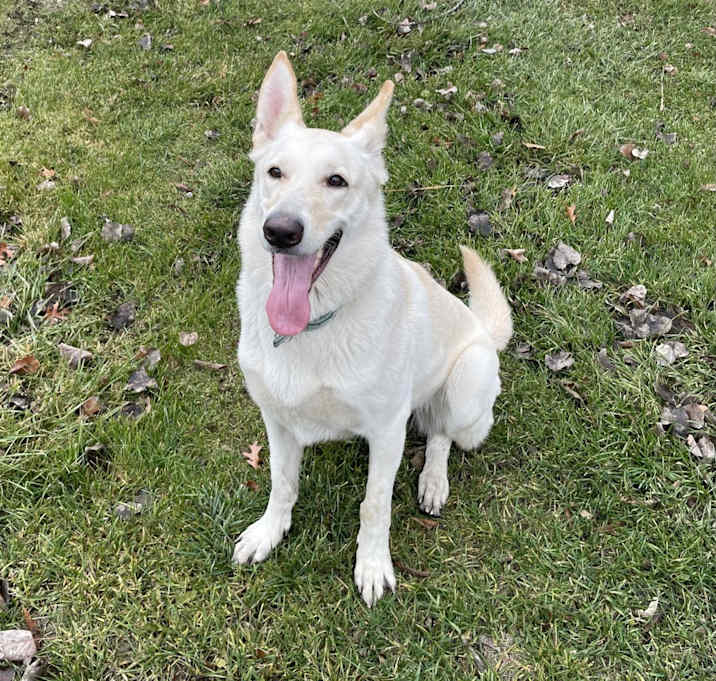 Photo of Kumo