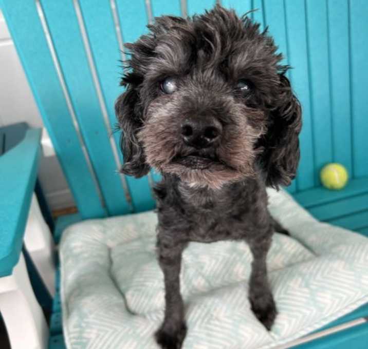 Photo of Leo May 25 - In Foster In Rocky Mount, NC