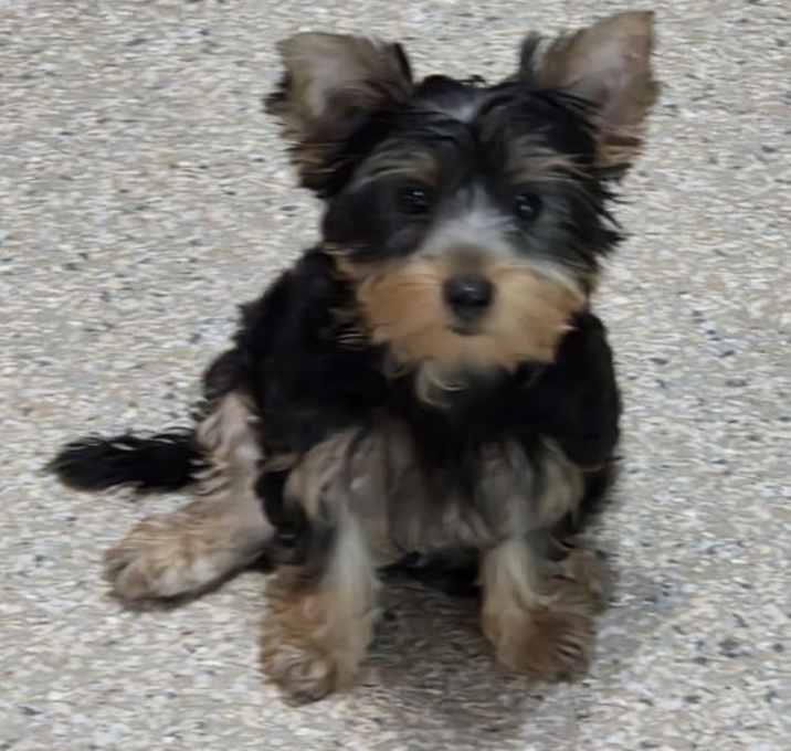 Photo of Cricket