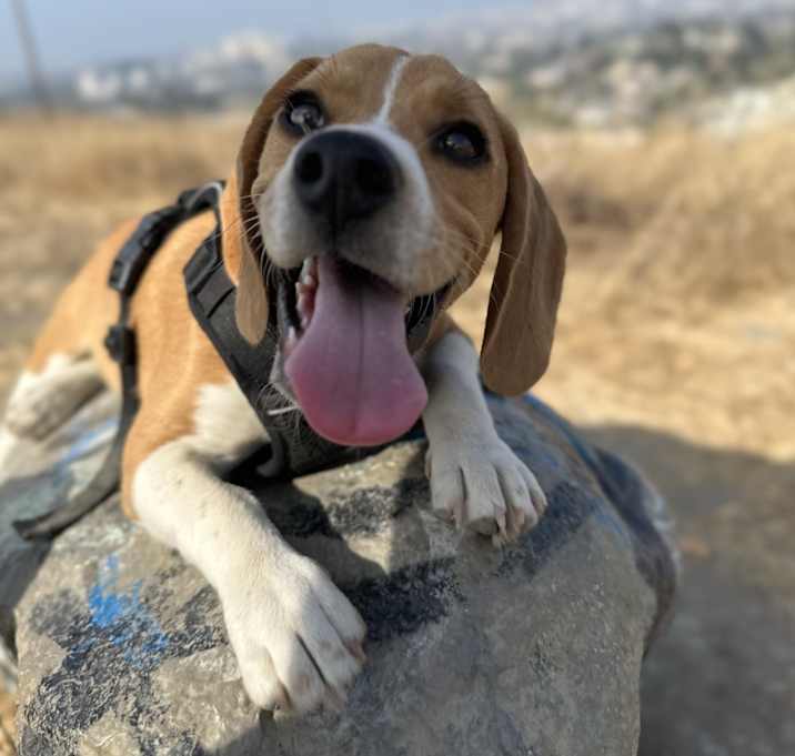 Photo of Tobby