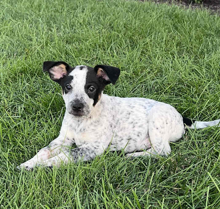 Photo of Rocket