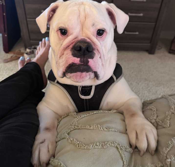 Photo of Tater
