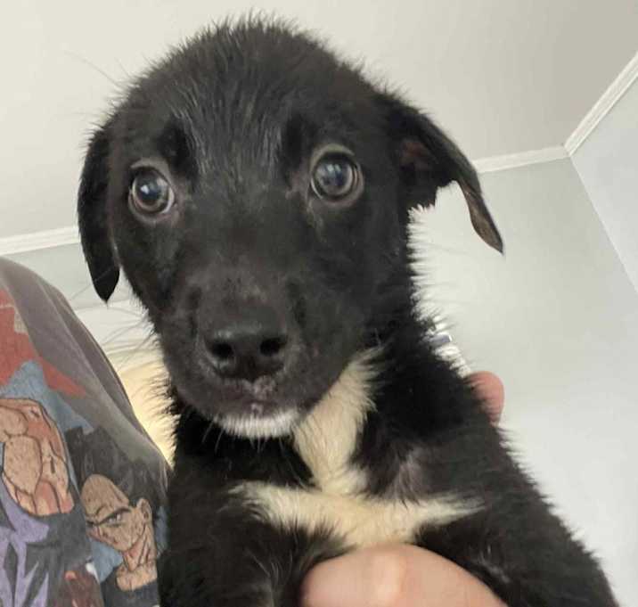 Photo of Lucky