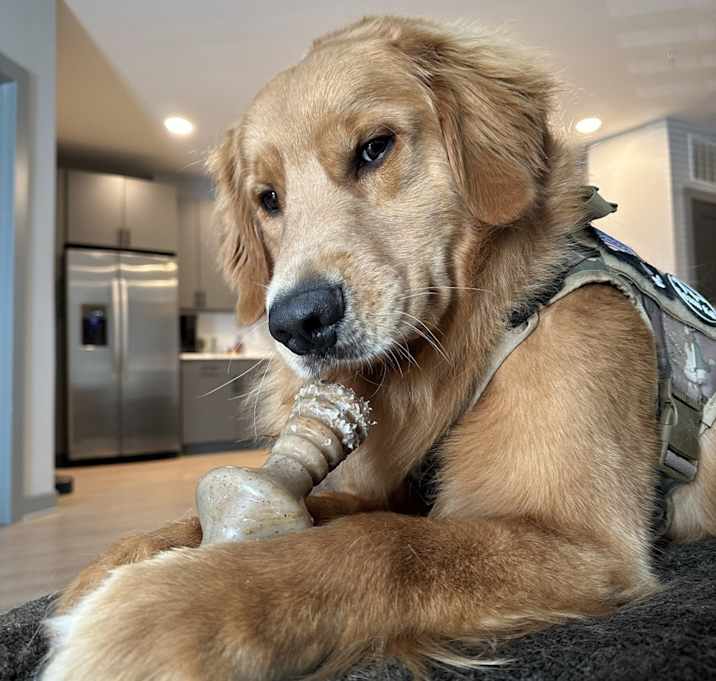Photo of Griz