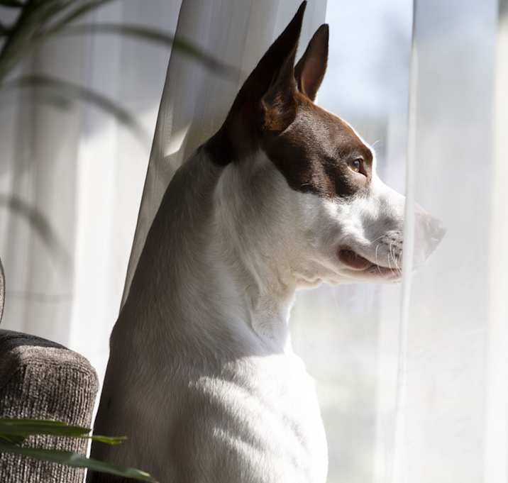 Photo of Apache