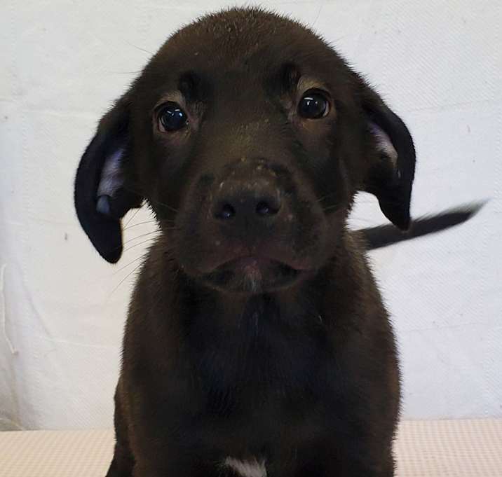 Photo of Dodger