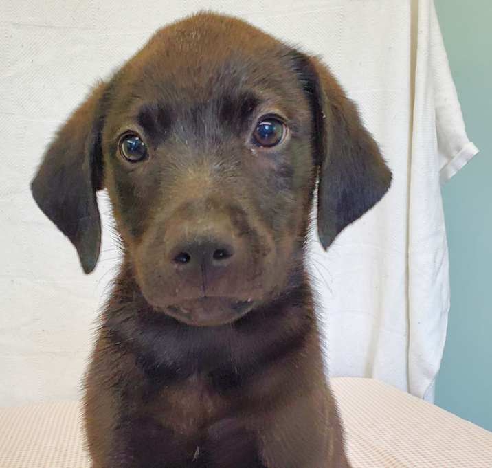 Photo of Puddles