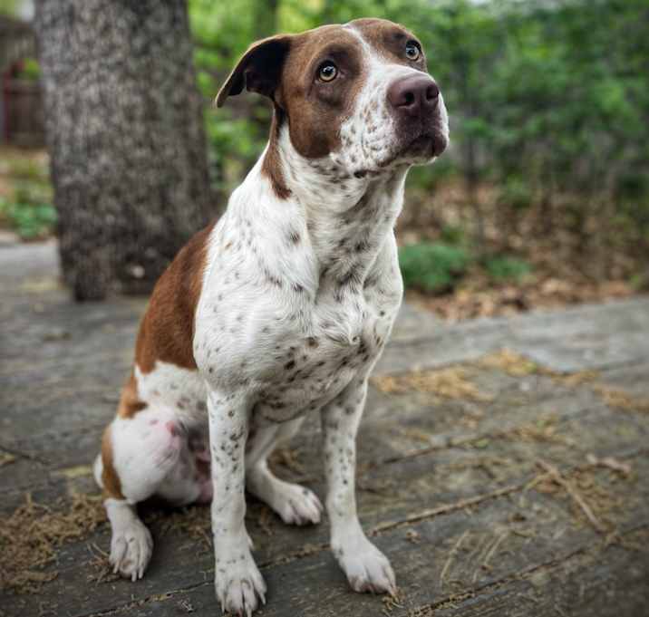 Photo of Ani