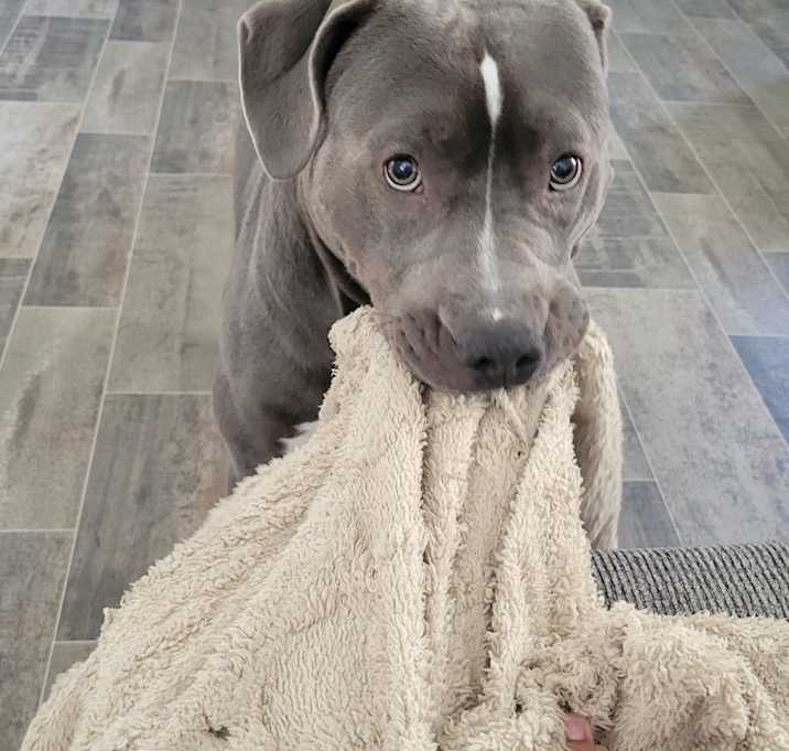 Photo of Sully & Onyx