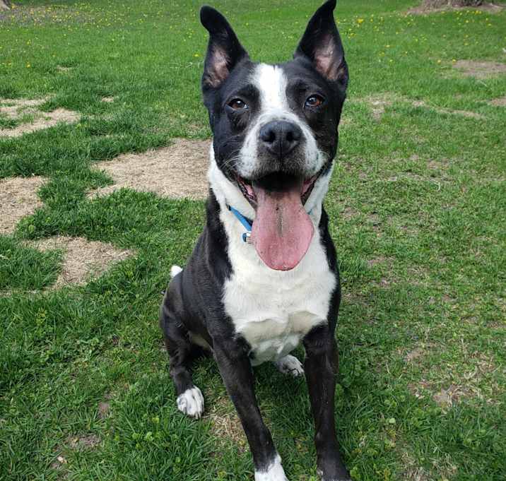 Photo of Rocky