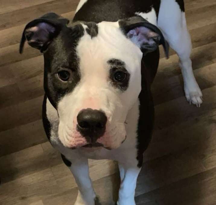 Photo of Bently