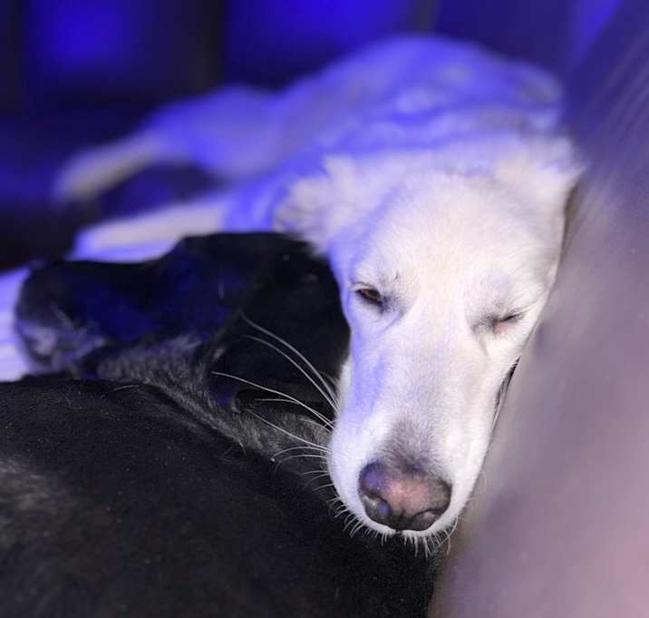 Photo of ADA