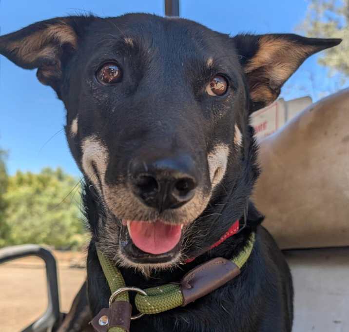 Photo of Sharkey (Soi Dog)