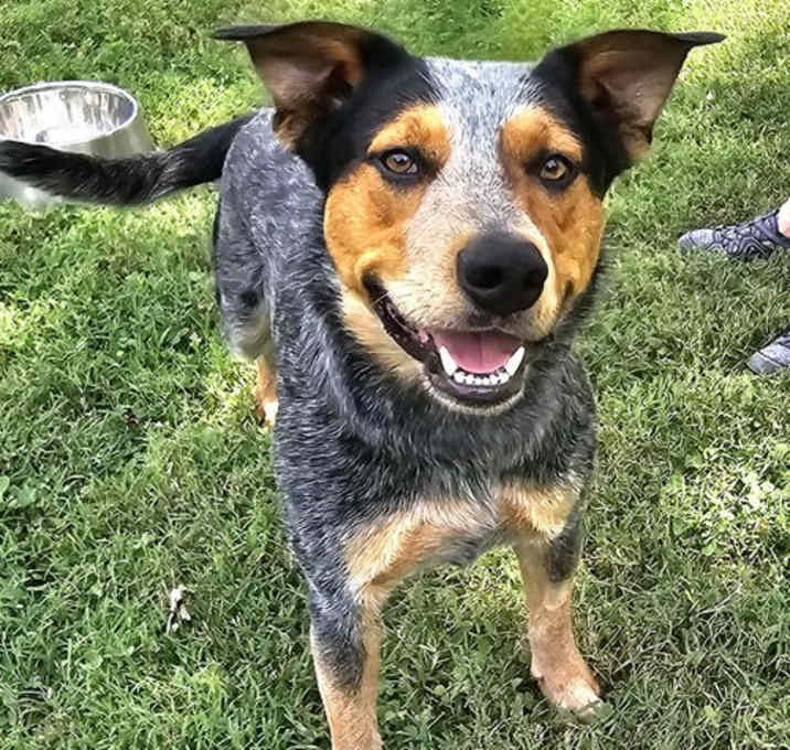 Photo of BLUE SULLY