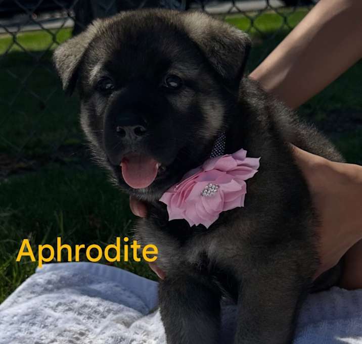 Photo of Aphrodite