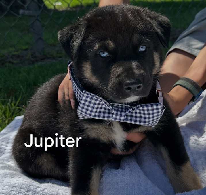 Photo of Jupiter