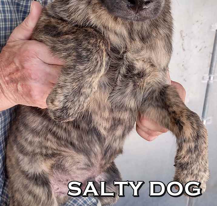 Photo of Salty Dog