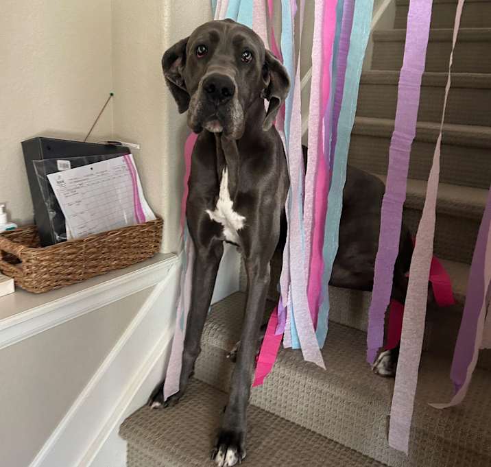 Photo of Luna