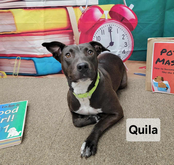 Photo of Quila