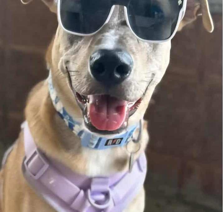Photo of Razzle Dazzle