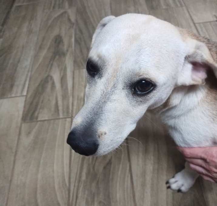 Photo of Poppy