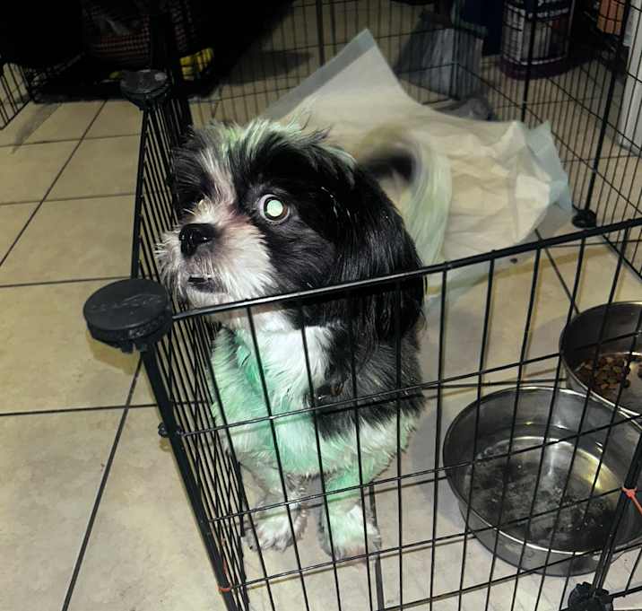 Photo of Kooper