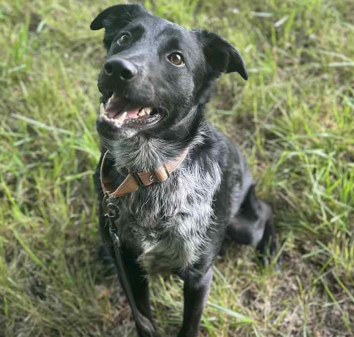 Photo of Skunk