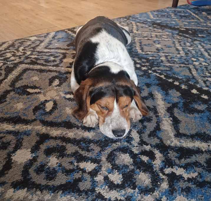 Photo of Beau