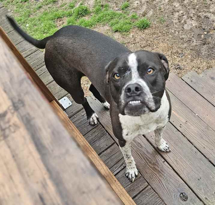 Photo of Ajax