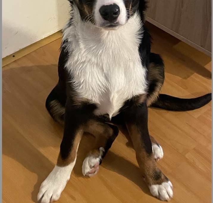 Photo of Brownie