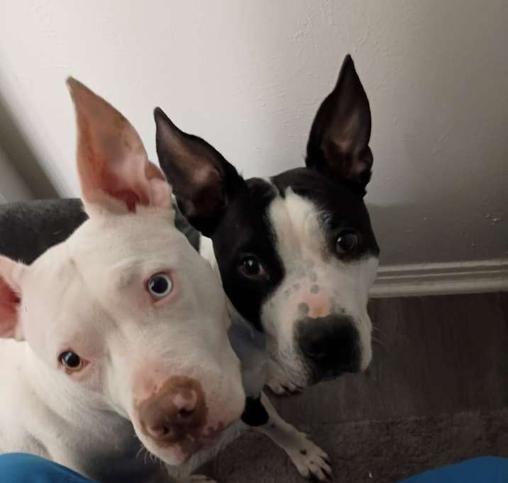 Photo of Lowkey and chestnut