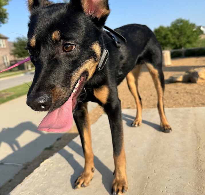 Photo of Goose