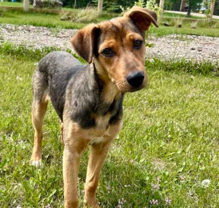Photo of Pip