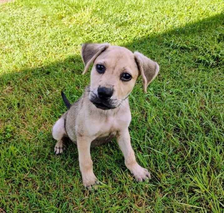 Photo of Koda