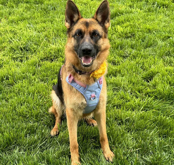 Photo of Luna