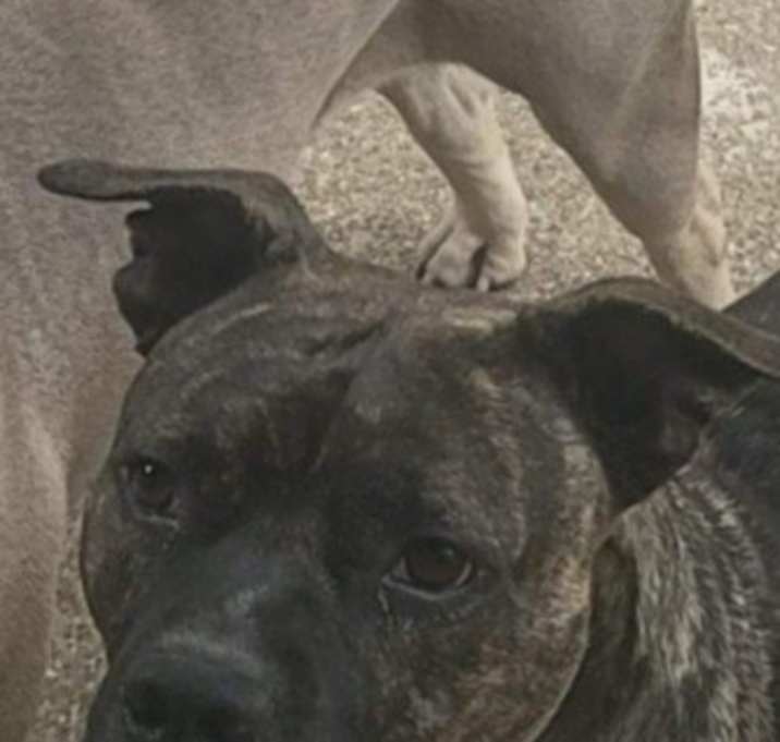 Photo of Smokey