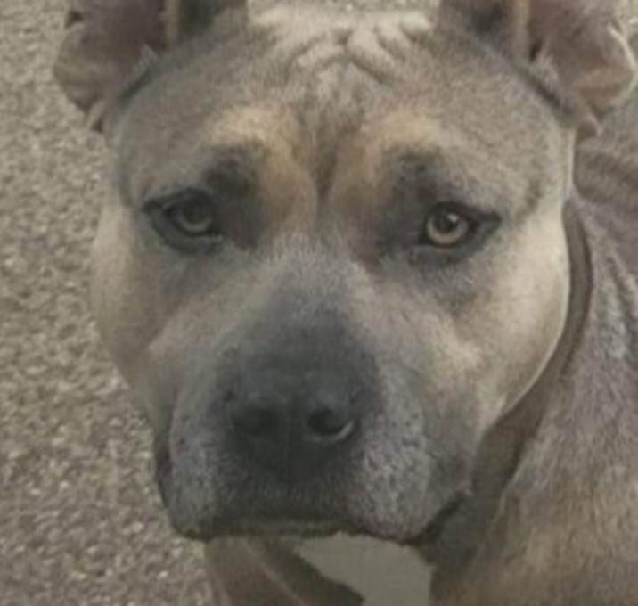 Photo of Rosey