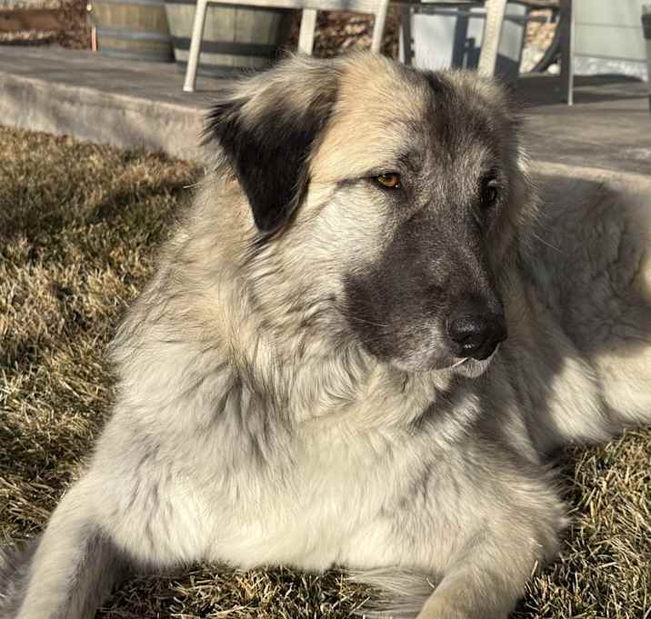 Photo of Lucy