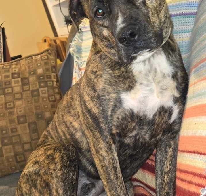 Photo of Apollo