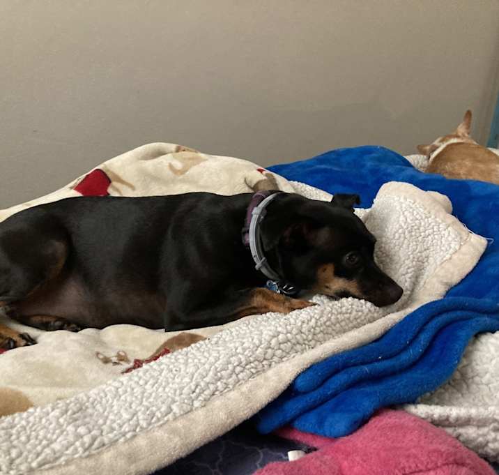 Photo of Zelda