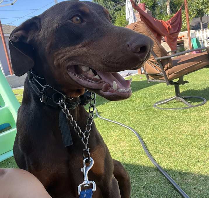 Photo of Diesel