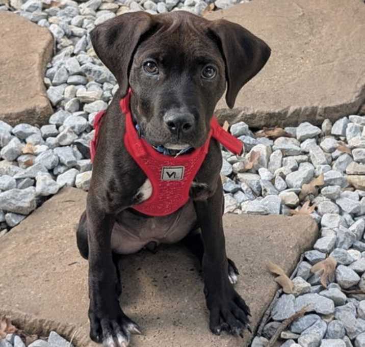 Photo of Cocoa