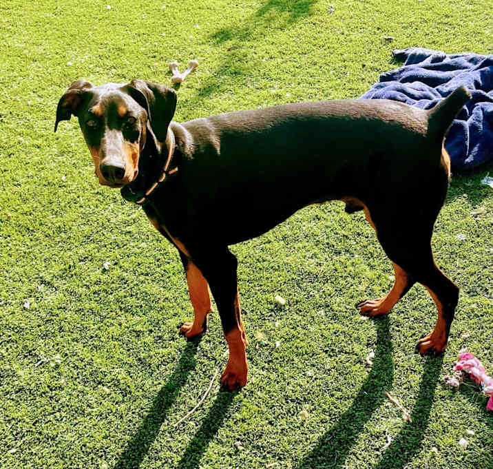 Photo of Bojack
