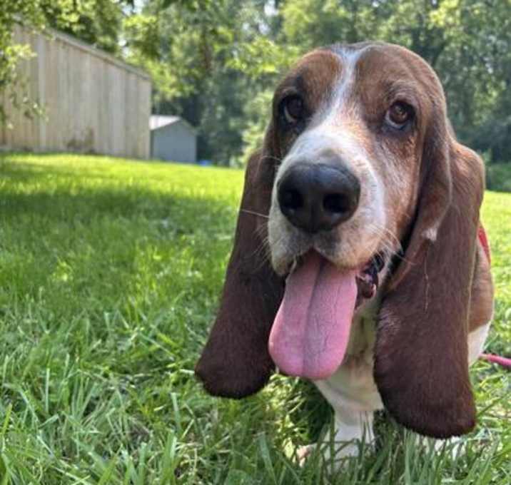 Photo of Copper