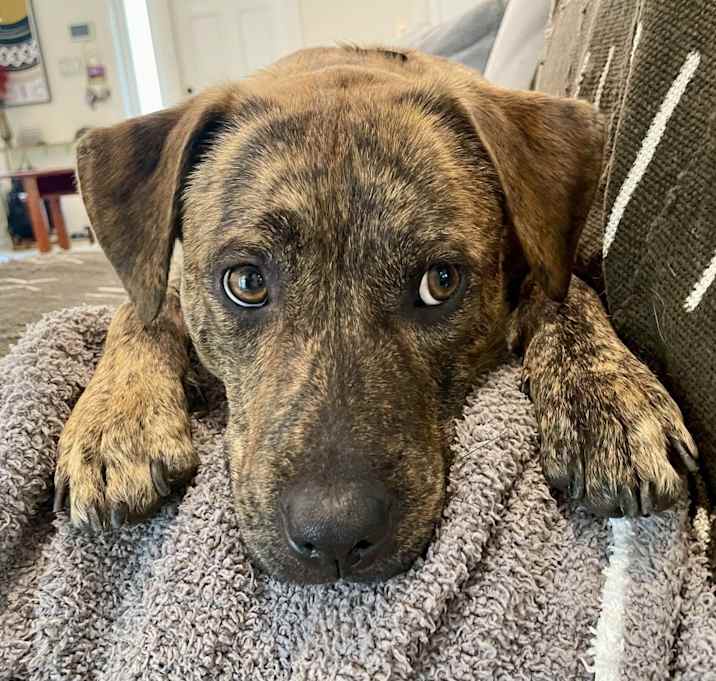 Photo of Shiloh