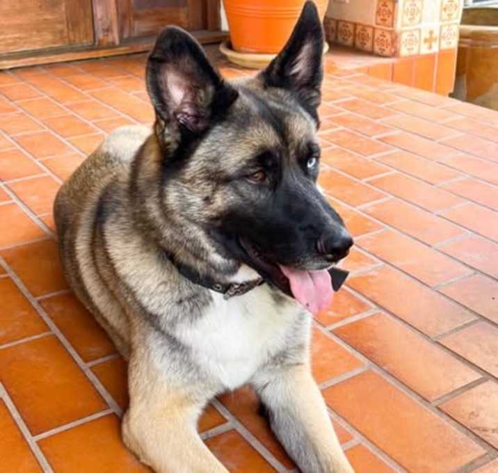 Photo of Echo - Courtesy Post