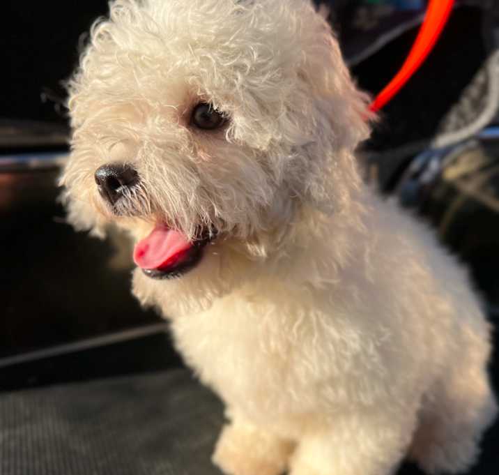 Photo of ANGELO