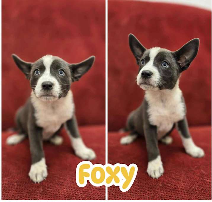 Photo of Foxy